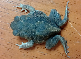 Eastern Spadefoot